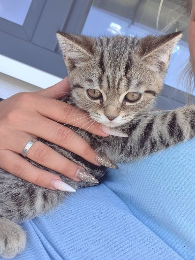 BKH KITTEN SUCHEN EIN SCHNES ZUHAUSE