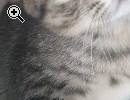 BKH KITTEN SUCHEN EIN SCHNES ZUHAUSE - Vorschaubild 2