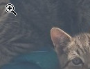 BKH KITTEN SUCHEN EIN SCHNES ZUHAUSE - Vorschaubild 3