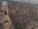 BKH KITTEN SUCHEN EIN SCHNES ZUHAUSE - Vorschaubild 4
