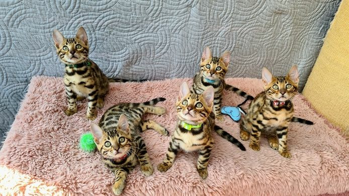 6 Reinrassige Bengal Kitten mit Papieren abzugeben