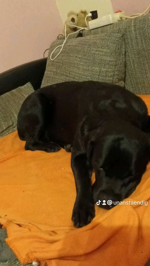 Hiermit verkaufe ich meinen Hund Ranger l