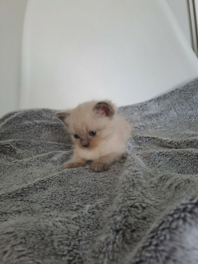 Se Kitten abzugeben 300 
