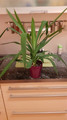 Yucca-Palmen