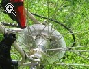 (70) 7 Gang Rcktrittsbremse BAUER ROAD - Vorschaubild 3