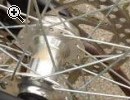 (32) 21 Gang 26 Zoll Rh 44 BULLS - Vorschaubild 3