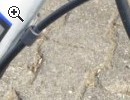 (91) 7 Gang Rcktrittsbremse 24 Zoll ALU-RAHMEN - Vorschaubild 4
