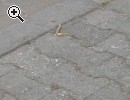 (110) 12 Zoll PANTHER - Vorschaubild 2