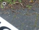(160) 7 Gang 28 Zoll PEUGEOT ALU-RAHMEN - Vorschaubild 3