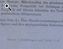 Arbeiten aus dem Institut fr Palobotanik und 5 - Vorschaubild 1