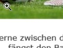 Mdchen und Damen Fussball sucht - Vorschaubild 2