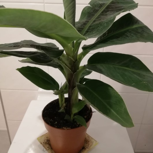 Hbsche Pflanzen: Banana, Kastanie mit 3 Nssen