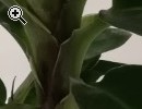 Hbsche Pflanzen: Banana, Kastanie mit 3 Nssen - Vorschaubild 1