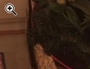 Wohnungsflohmarkt, Wohnungsauflsung - Vorschaubild 4