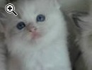 Ragdoll Kitten reinrassig mit Stammbaum 12 Wochen - Vorschaubild 1
