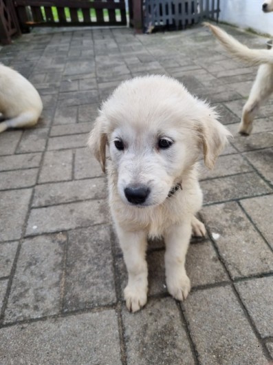 Golden Retriever Welpen