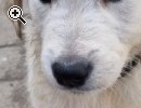Golden Retriever Welpen - Vorschaubild 1
