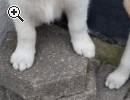 Golden Retriever Welpen - Vorschaubild 2