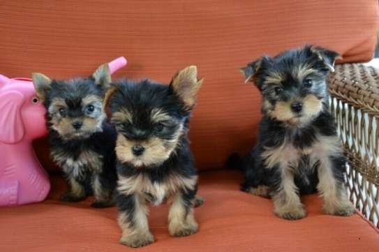 Gesunde Yorkshire Terrier Welpen