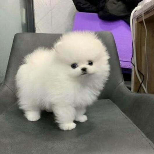 Gesunde Pomeranian-Zwergspitz Welpen