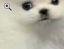 Gesunde Pomeranian-Zwergspitz Welpen - Vorschaubild 1