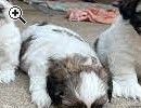 Zuckerse Shih Tzu Babys abzugeben - Vorschaubild 1